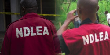 NDLEA ta kama mata 127 cikin ƴan kwaya 1,078 da hukumar ta kama  a jihar Kano a 2022