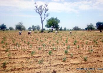 BARAZANAR FARI A KAKAR BANA: Shin wane Shiri Gwamnati da Manoman Jigawa Suke Yi? Daga  Ahmed Ilallah