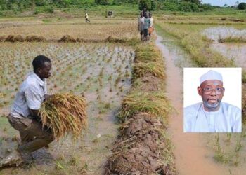 Haƙar Manoman shinkafa a Jigawa na dab da cimma ruwa, Ɗanmodi na dab da kawo musu ɗauki