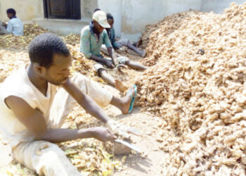 Gwamnatin Kaduna tare da hukamar gwamnatin Tarayya za su tallafa wa manoman citta da suka tafka hasara a kakan bara