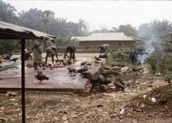 Gwamnatin Enugu ta gargaɗi masu sayarwa da cin mushe su guji kamuwa da cututtuka