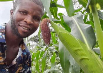 NOMA: Yadda fasahar AI ya taimaka min a a harkar noma da koyon sabbin dabarun noman zamani – Matashin Manomi