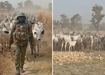 Yadda Sojoji suka yi galaba a Kan Ƴan ta’adda a Katsina tare da kwato Dabbobi sama da 500