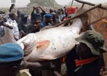 Tinubu ya yaba da bikin Argungu tare da karɓar kyautar kifaye 4 da aka kamo a gasar kamun kifi karo na 61