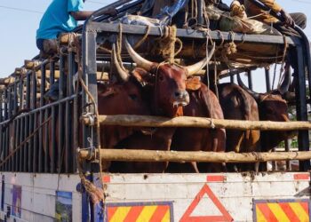 BUNƘASA NOMA DA KIWO: Gwamnatin Katsina na shirin dakatar da safarar dabbobi da ransu har sai an yanka kuma an gyara