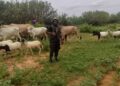 Sojoji sun ceto mutane 14 da aka yi garkuwa da su, sun kwato dabbobi 281 da ’Yan Bindiga suka dace a Sokoto