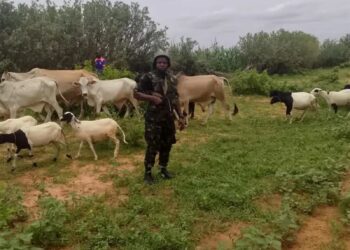 Sojoji sun ceto mutane 14 da aka yi garkuwa da su, sun kwato dabbobi 281 da ’Yan Bindiga suka dace a Sokoto