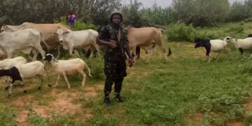 Sojoji sun ceto mutane 14 da aka yi garkuwa da su, sun kwato dabbobi 281 da ’Yan Bindiga suka dace a Sokoto