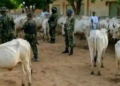 KANO: Dakarun Najeriya sun kashe ’yan bindiga shida, sun ƙwato dabbobi da dama da aka sace a Gwarzo