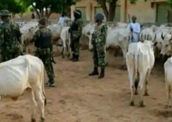 KANO: Dakarun Najeriya sun kashe ’yan bindiga shida, sun ƙwato dabbobi da dama da aka sace a Gwarzo