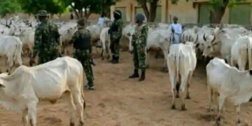 KANO: Dakarun Najeriya sun kashe ’yan bindiga shida, sun ƙwato dabbobi da dama da aka sace a Gwarzo